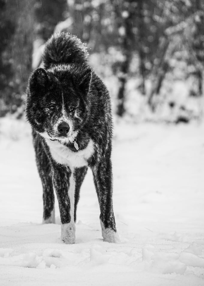 Wolf like