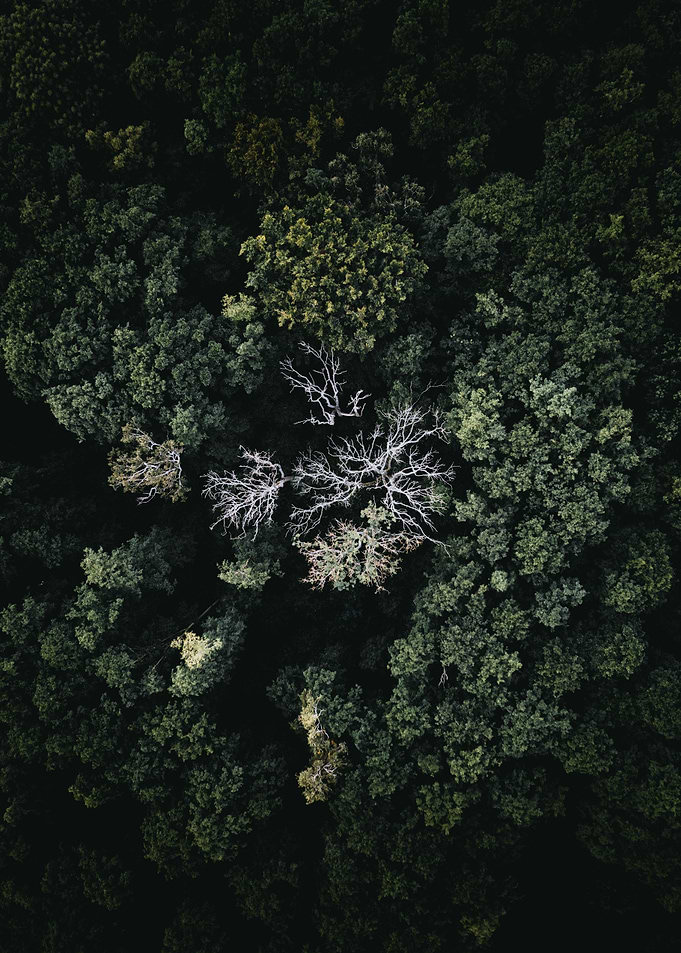 Dead tree