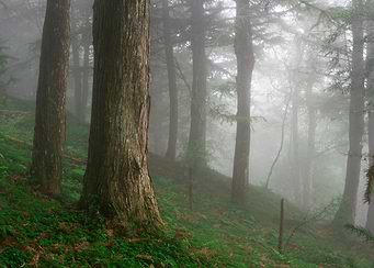Misty Forest