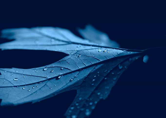 Dew Drops in Night Forest