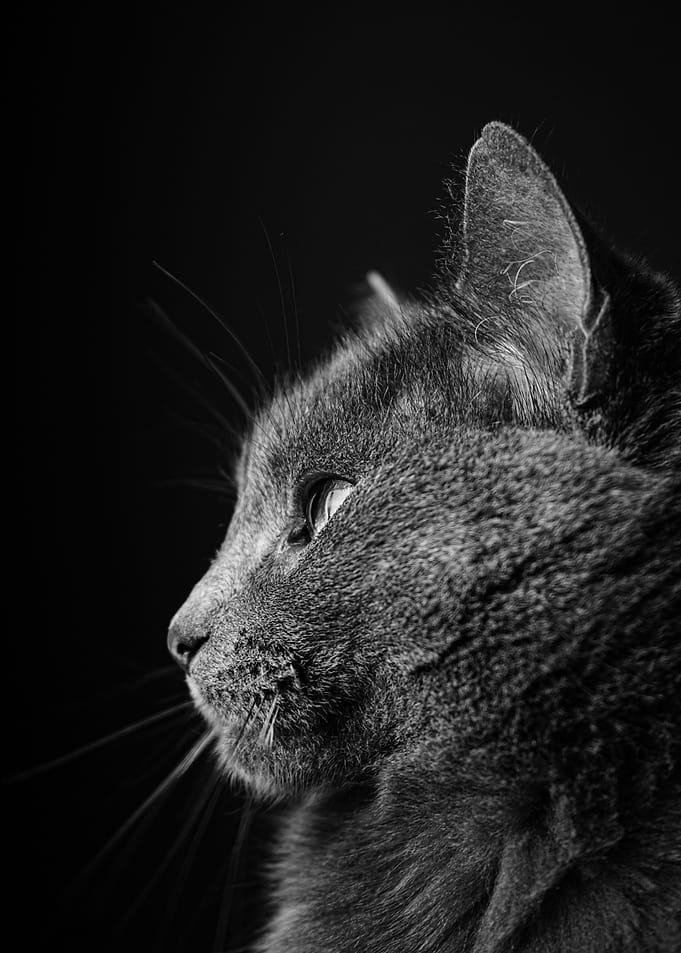 Whiskers