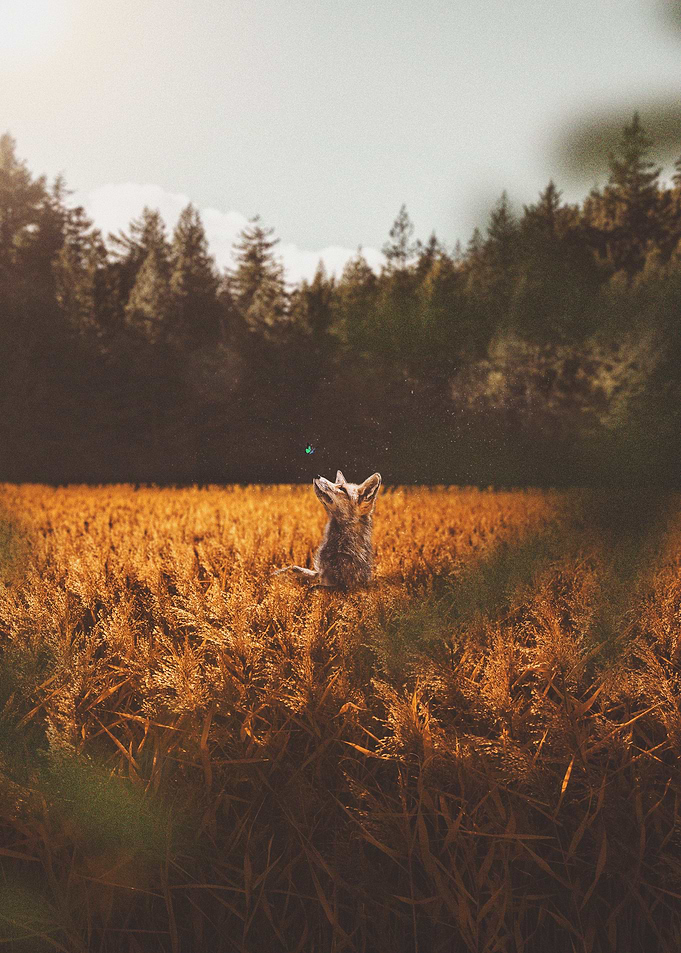little fox in a field