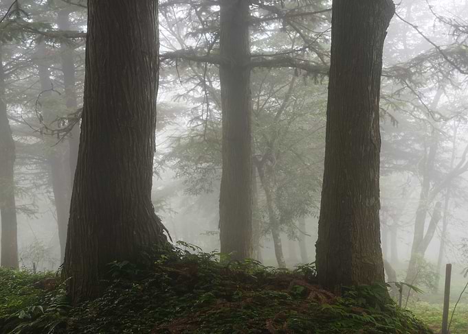Misty Forest
