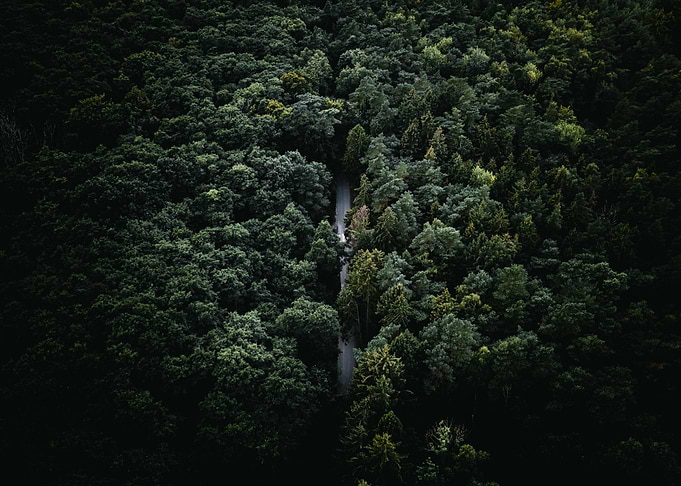 To the forest