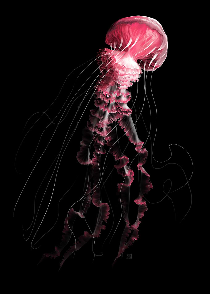 Jellyfish
