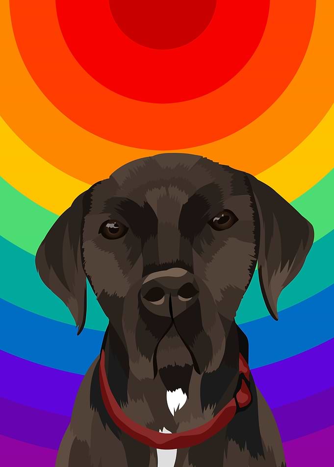pet dog funny