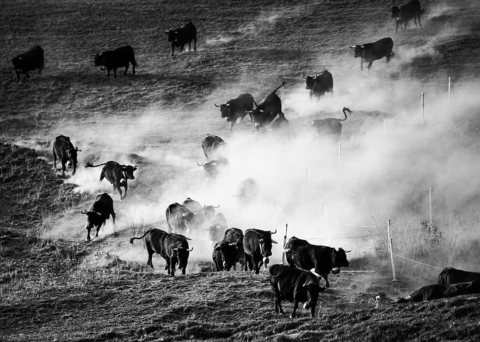 Into the dust