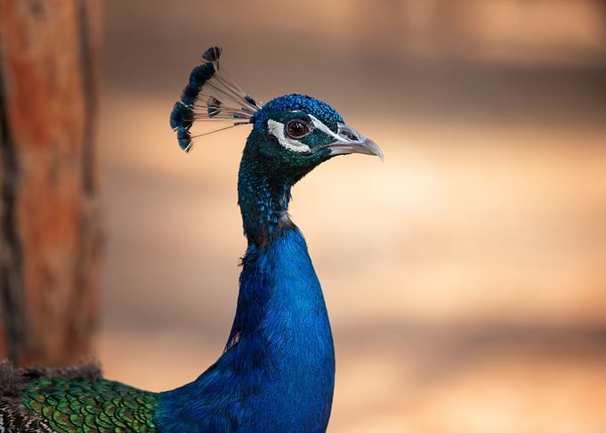 Colorful peacocks, Greece
