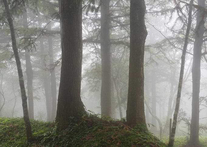 Misty Forest