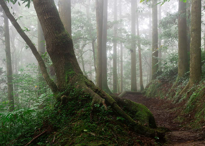 Misty Forest