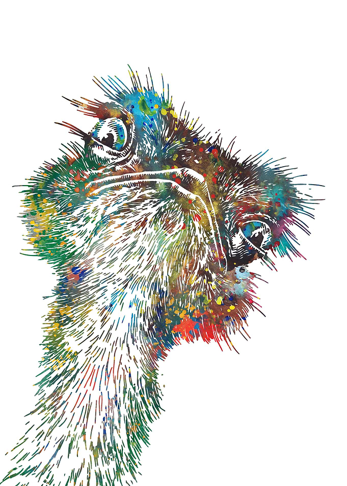 Ostrich