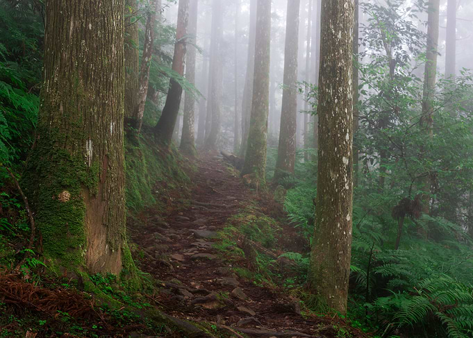 Misty Forest