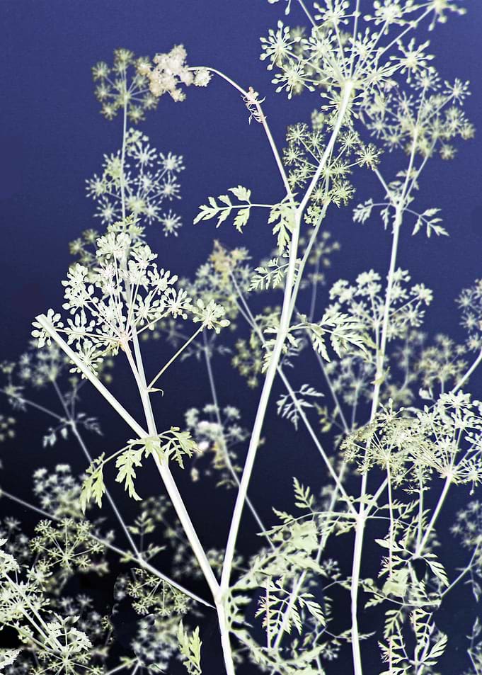 Blue Abstract Wildflowers