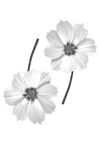 Dancing Cosmos