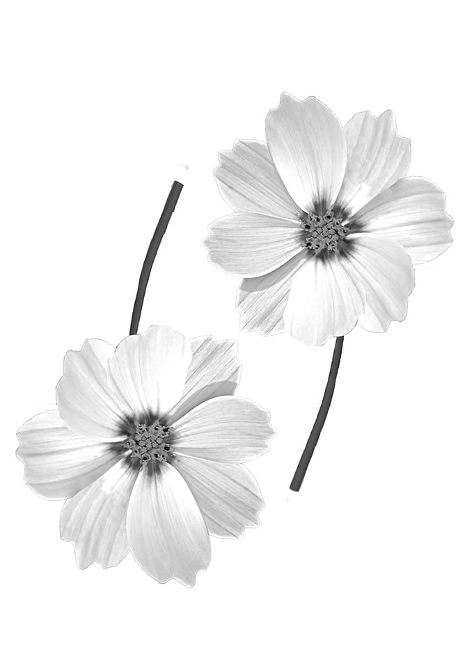 Dancing Cosmos