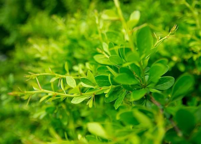 Barberry Green Leaves