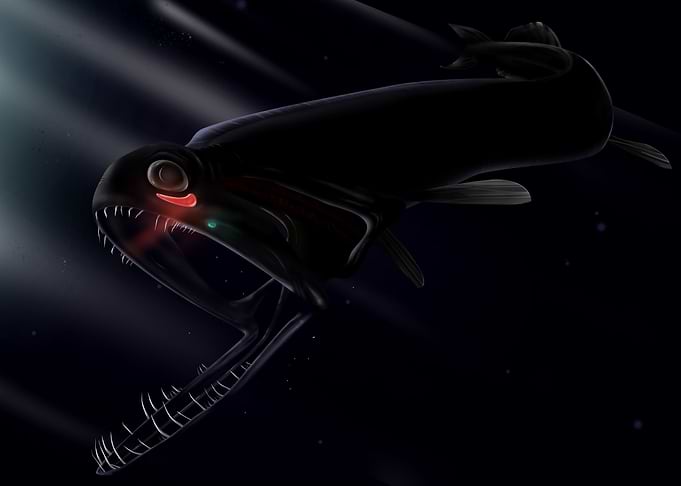 Stoplight loosejaw artwork