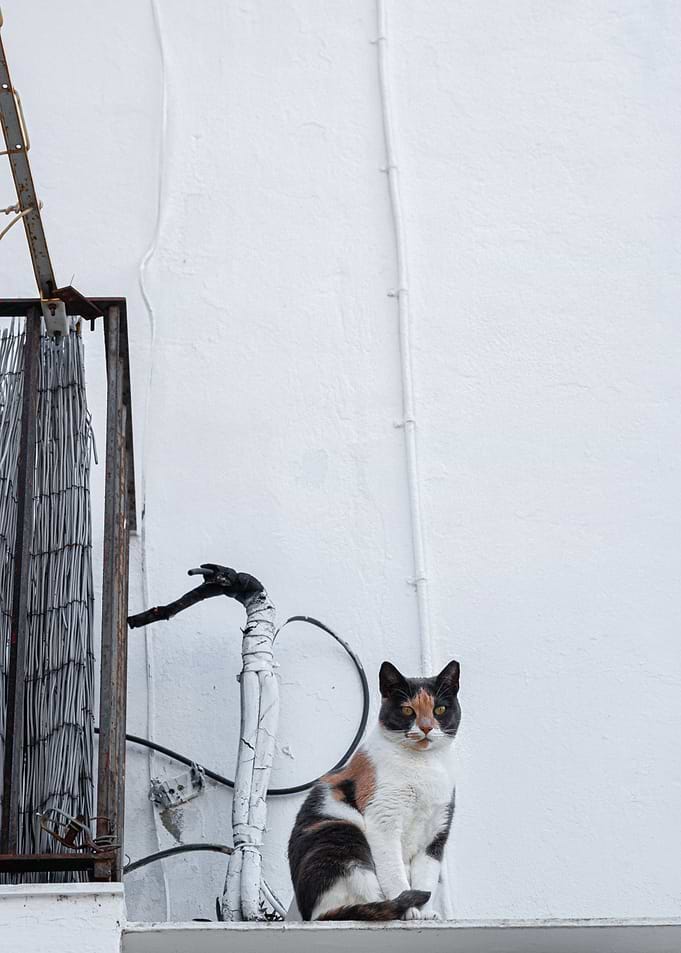 Spying the streets
