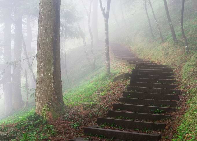 Misty Forest