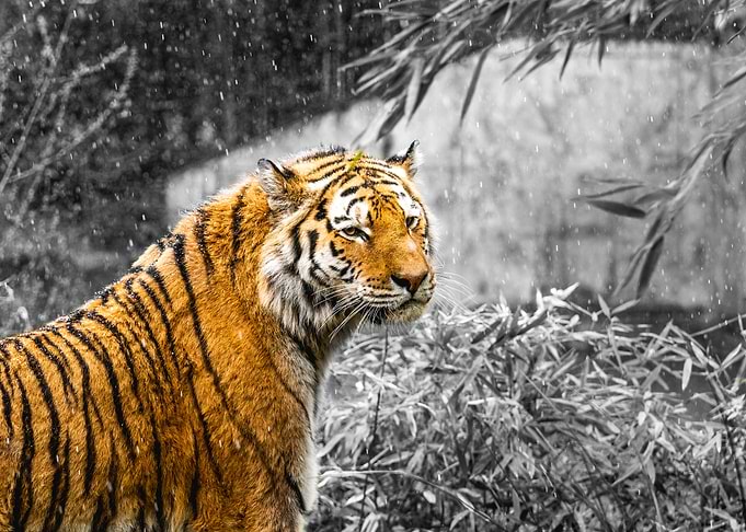 sibirischer Tiger