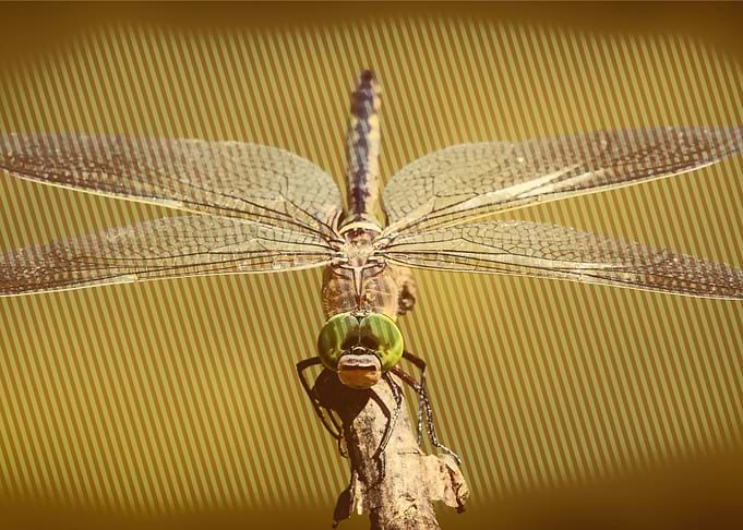 dragonfly