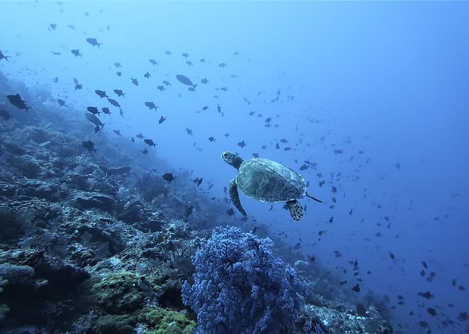Turtle Reef