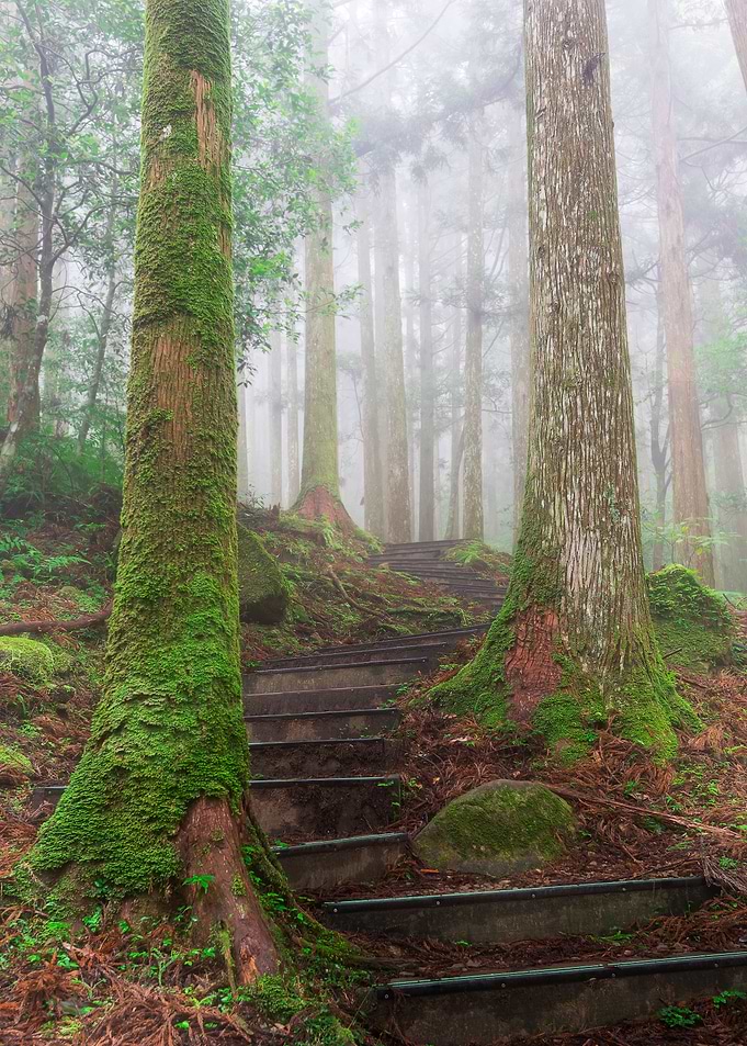 Misty Forest