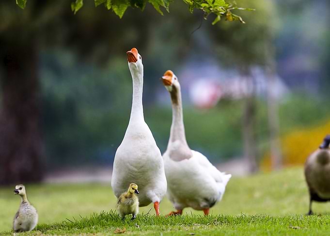Geese