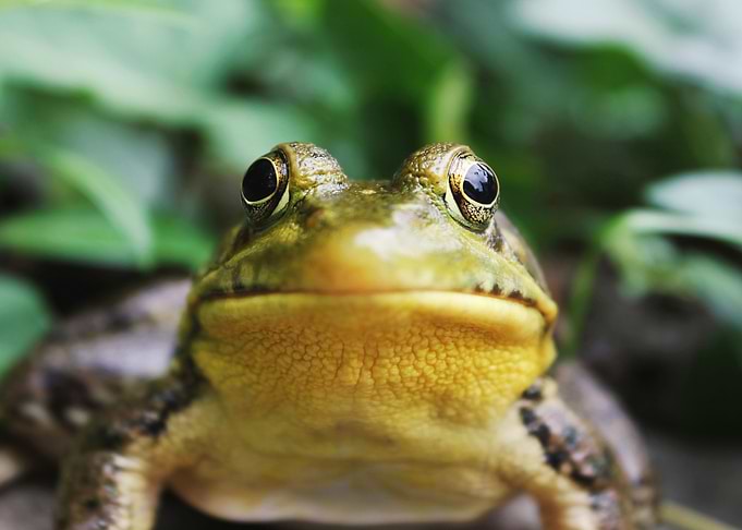 Frog in Nature