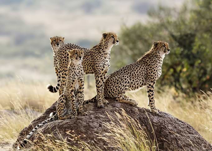 4 Cheetahs