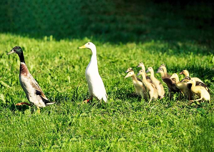Ducks
