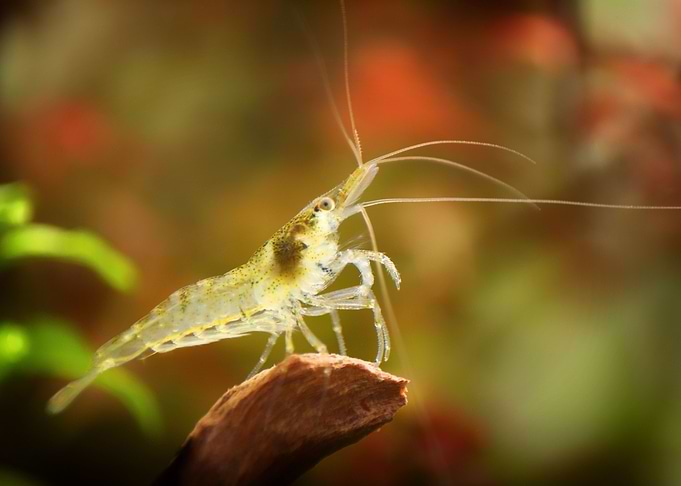 Aquarium Freshwater Shrimp