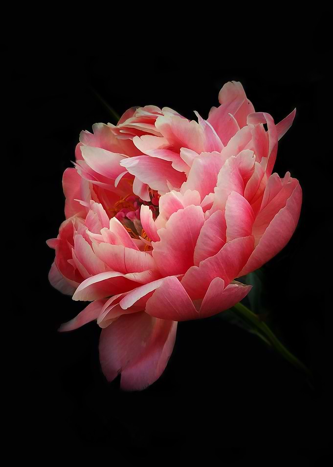 Pink peony