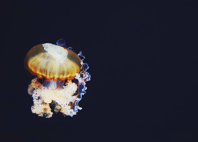 Jellyfish Afloat