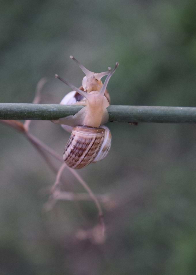 Two Cernuella Virgata 1
