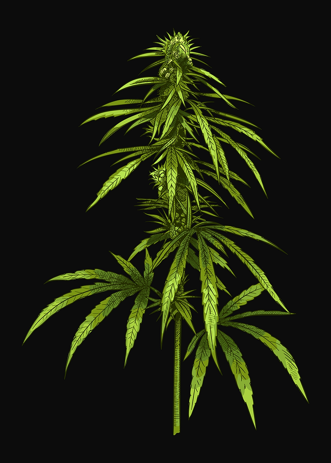 Cannabis Plant Weed THC