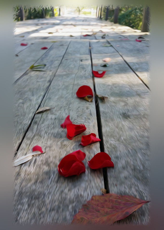 Lost red petals