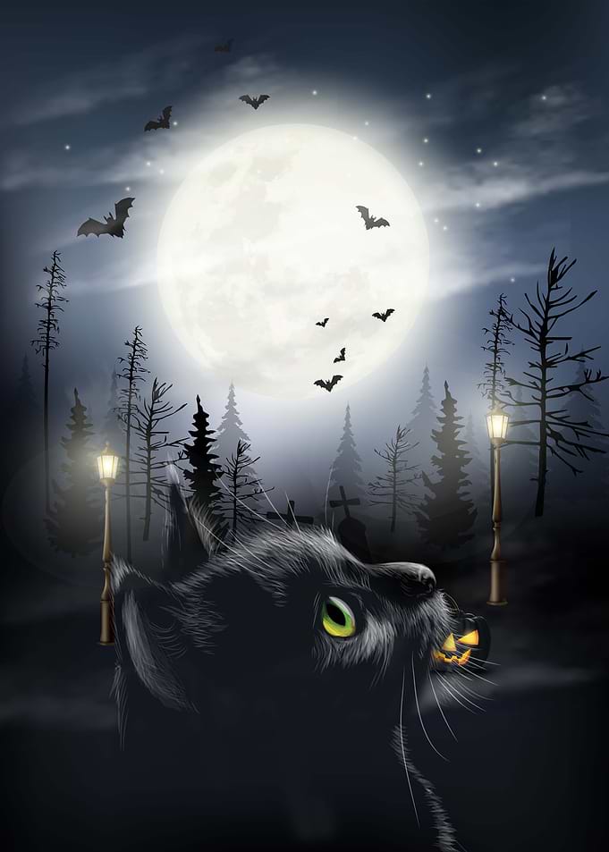 Black Cat Halloween
