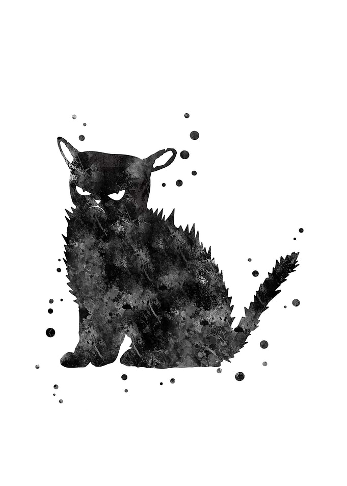 Bristly black cat