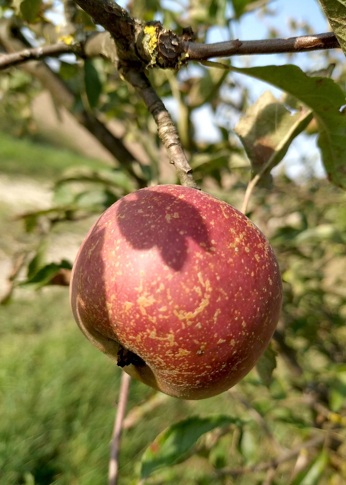 Red apple