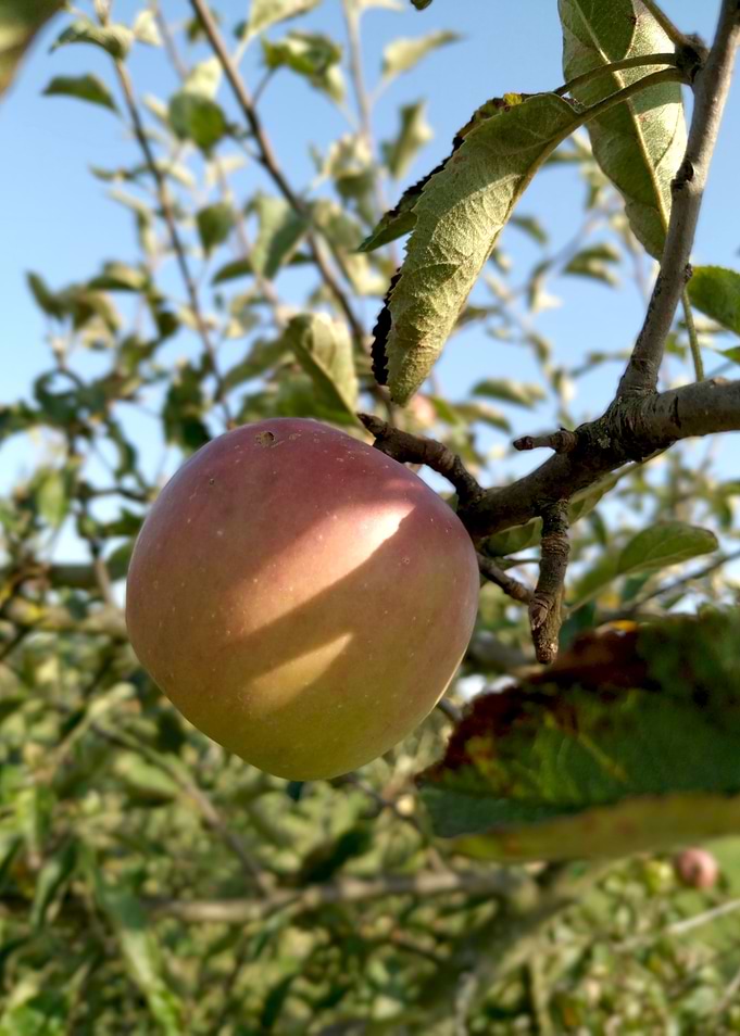 Apple tree