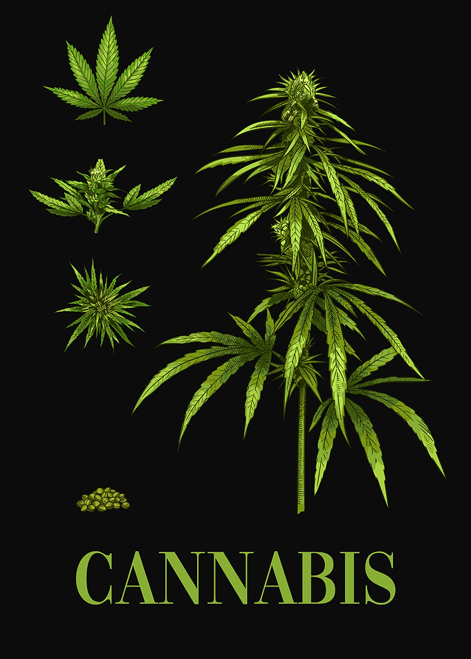 Cannabis Plant THC Weed