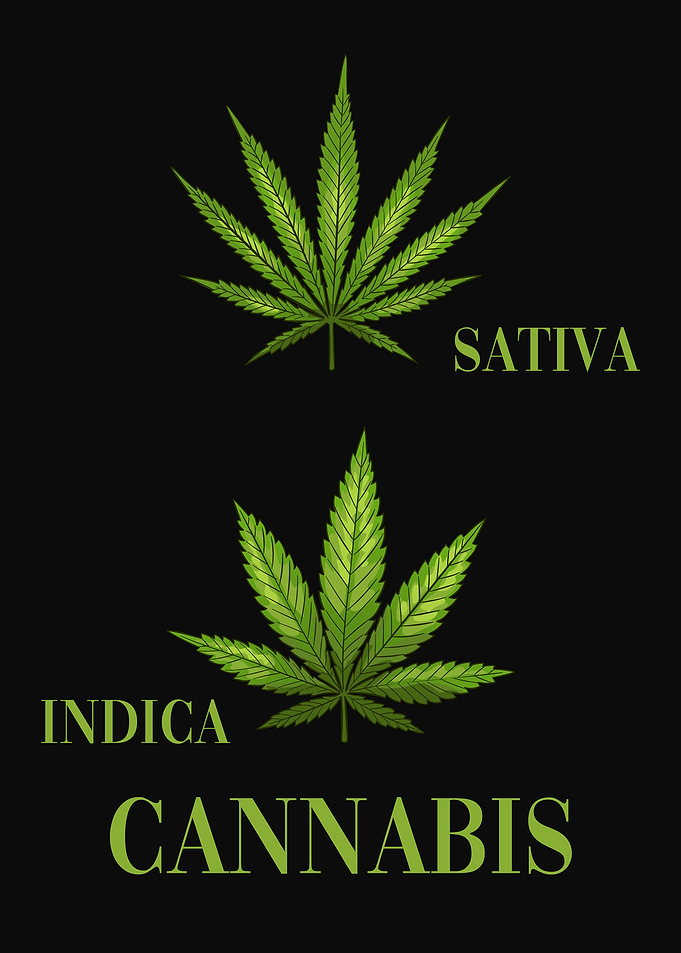 Cannabis Sativa vs Indica