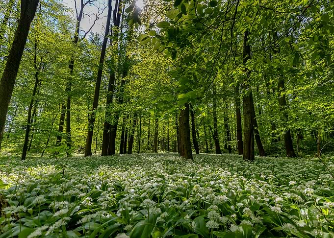Spring forest,tree,flowers