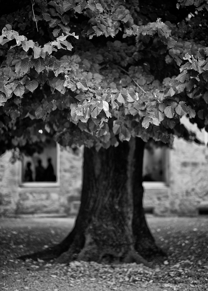 Vieil Arbre