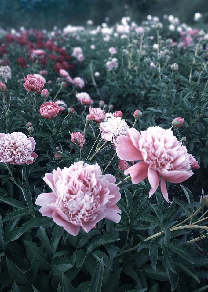 Pink peonies