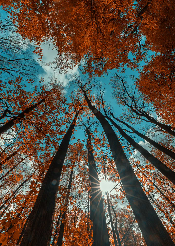Autumn forest sunlight