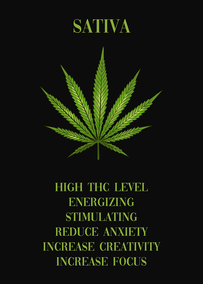 Cannabis Sativa Marijuana