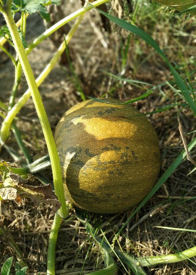 Pumpkin
