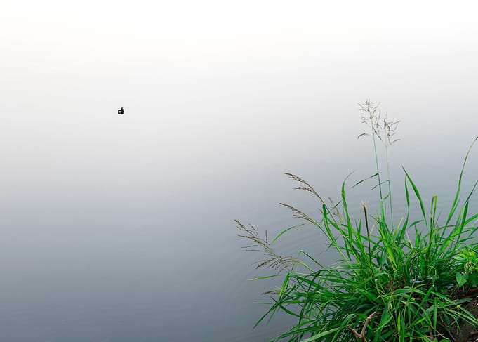 A corner of the pond